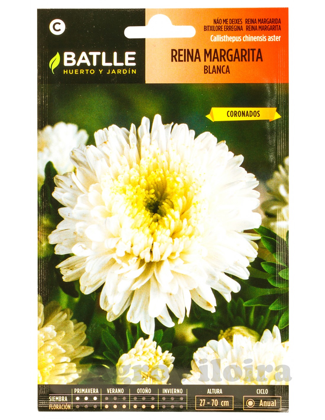 Reina Margarita Flor Crisantemo Blanca - 900 Semillas (2 Gramos)