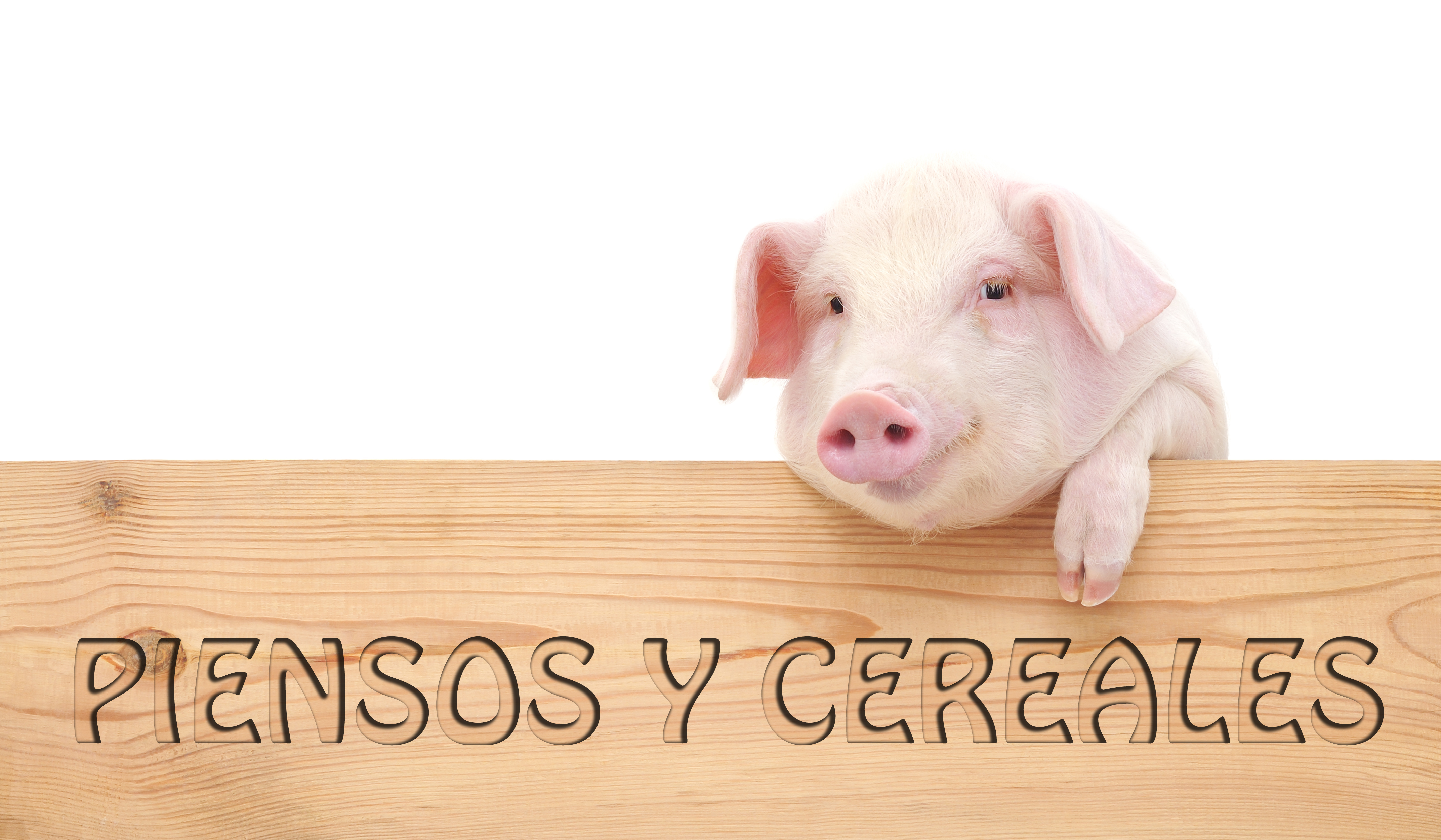 4-Pig